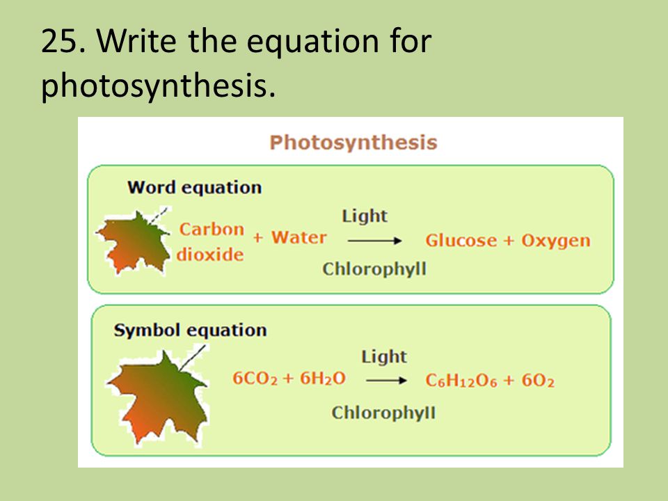Photosynthesis, Part 2-Elodea Oxygen Bubbles Lab